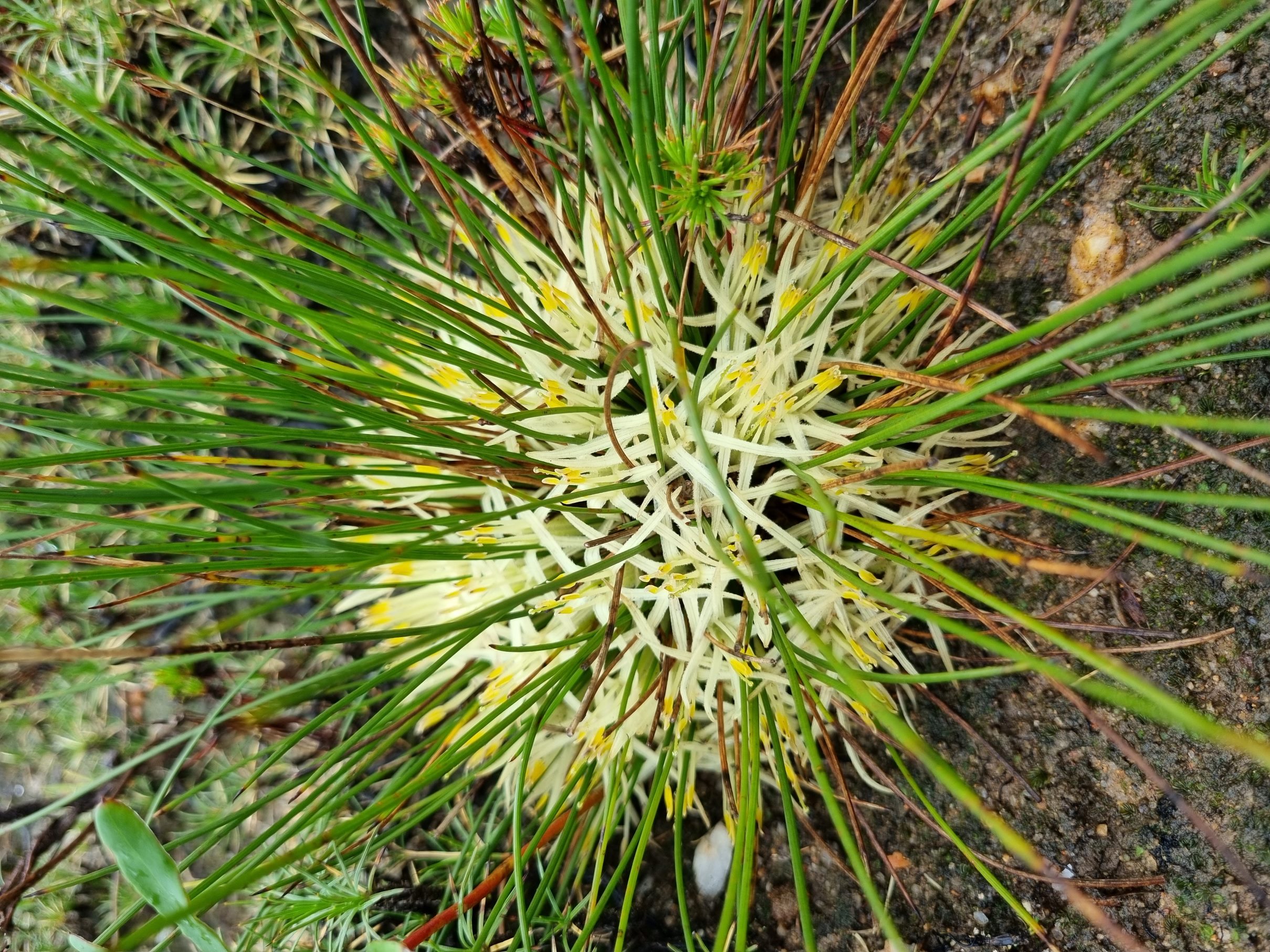androstemma